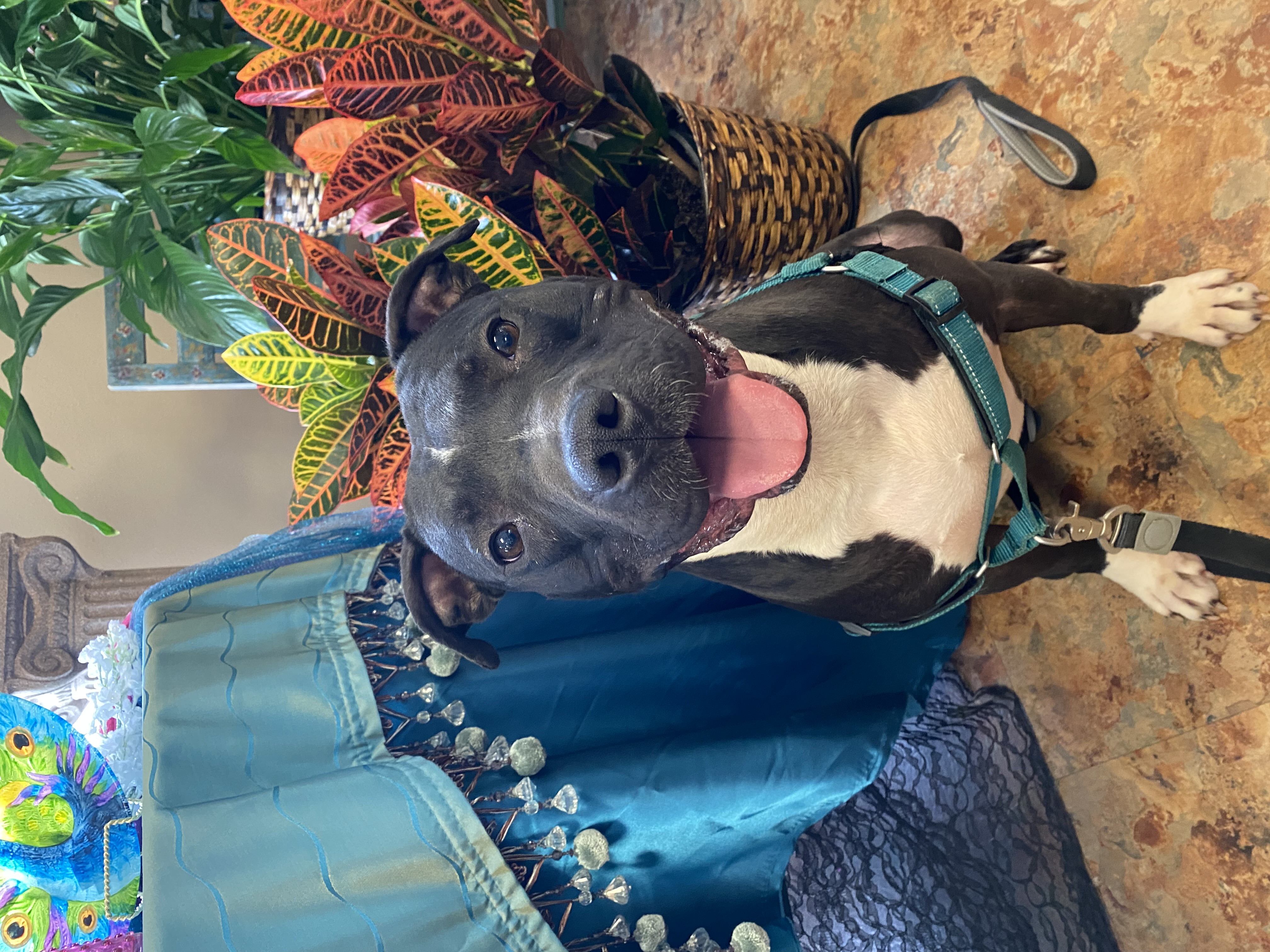 Enlarge Wexler, a Adoptable Pit Bull Terrier in Fort Worth, TX image 4/6