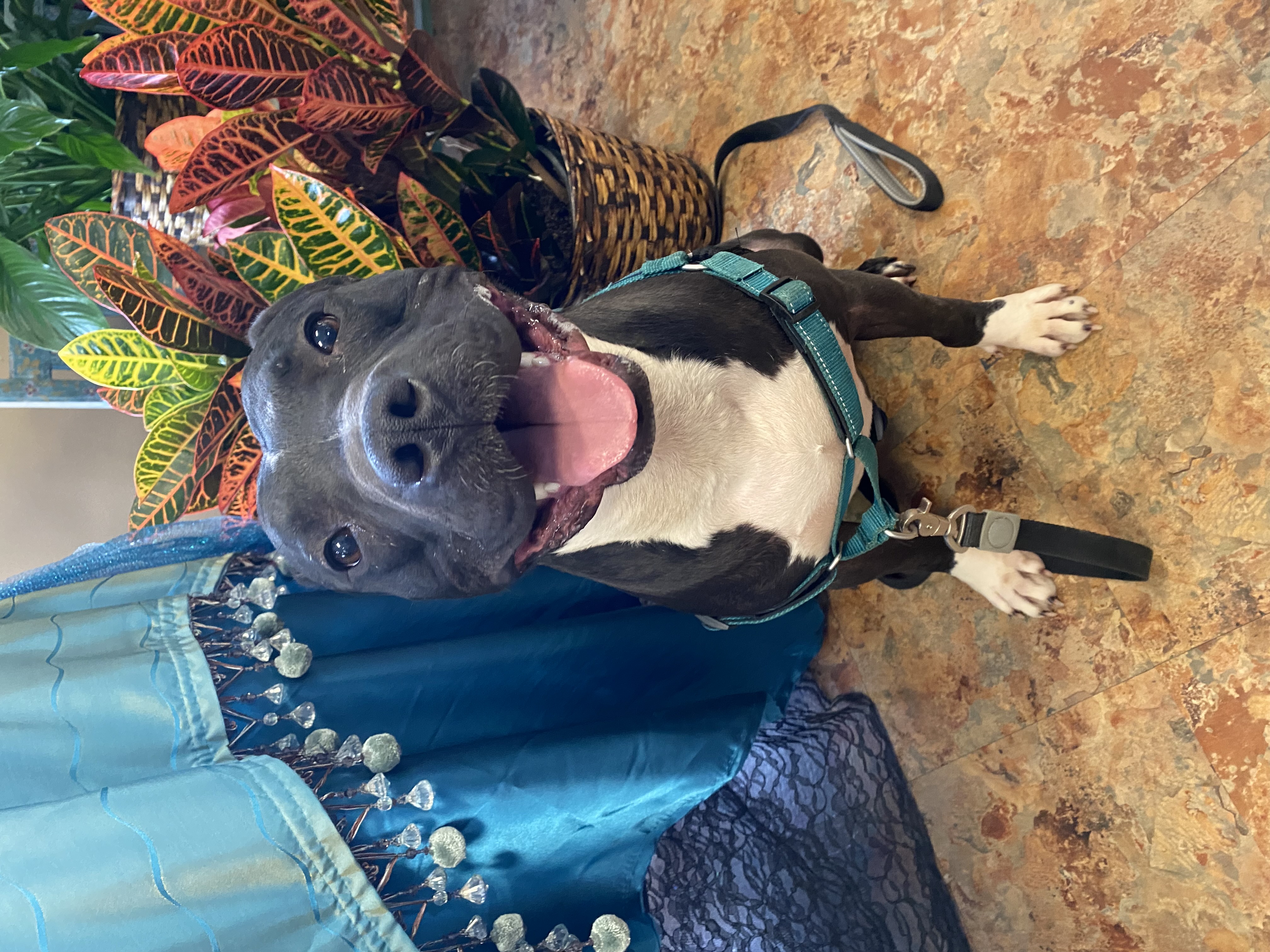 Enlarge Wexler, a Adoptable Pit Bull Terrier in Fort Worth, TX image 5/6