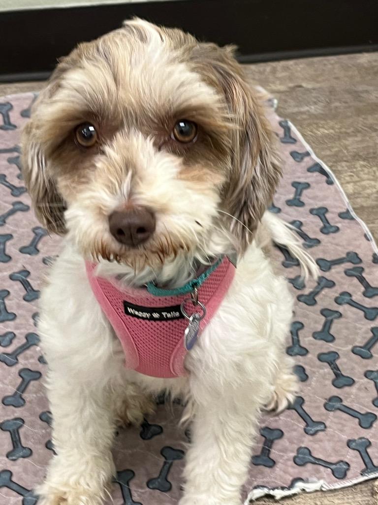 Cupcake, Adoptable, Young Female Poodle.