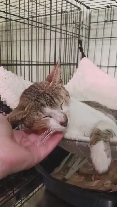 Enlarge Fantasia, a ADOPTABLE Domestic Short Hair in San Juan, PR video 1/6