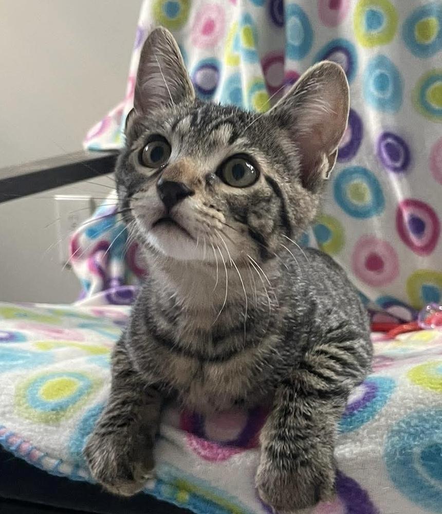 Grimace, Adoptable, Kitten Male Domestic Short Hair.