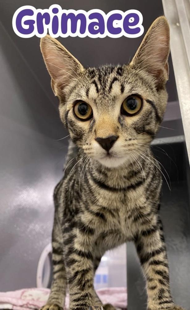 Grimace, a Adoptable Domestic Short Hair in Clarksville, TN image 3/6