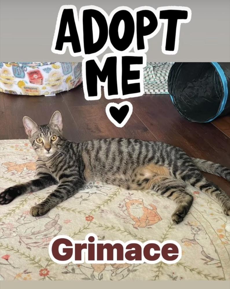 Grimace, a Adoptable Domestic Short Hair in Clarksville, TN image 6/6
