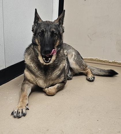 Ava, a Adoptable mixed breed in Phoenix, AZ image 1/2