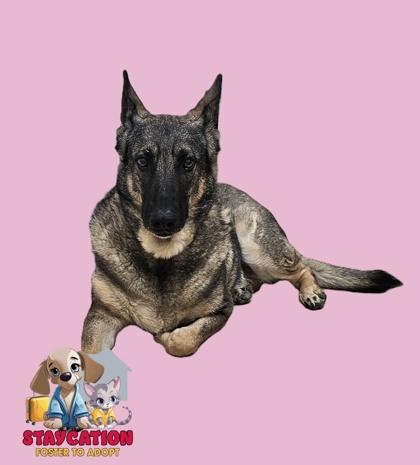 Ava, a Adoptable mixed breed in Phoenix, AZ image 2/2