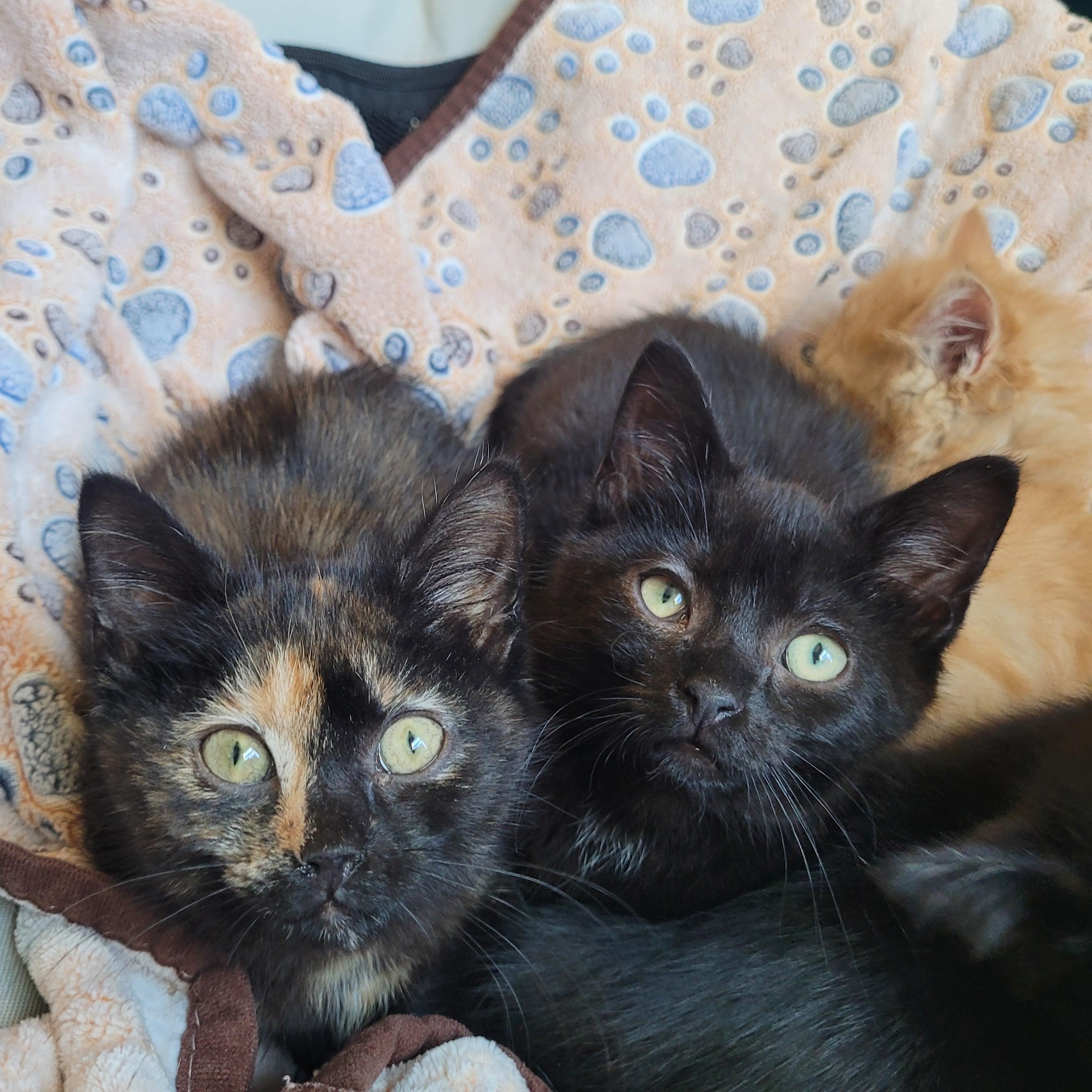 Echo, a ADOPTABLE Domestic Short Hair in Indianapolis, IN image 4/6
