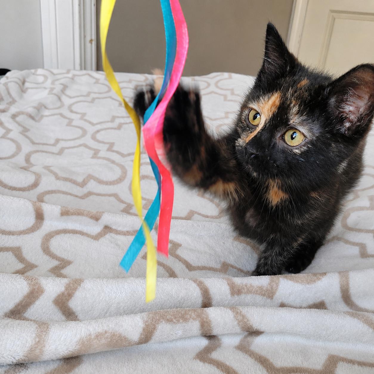 Echo, a ADOPTABLE Domestic Short Hair in Indianapolis, IN image 3/6