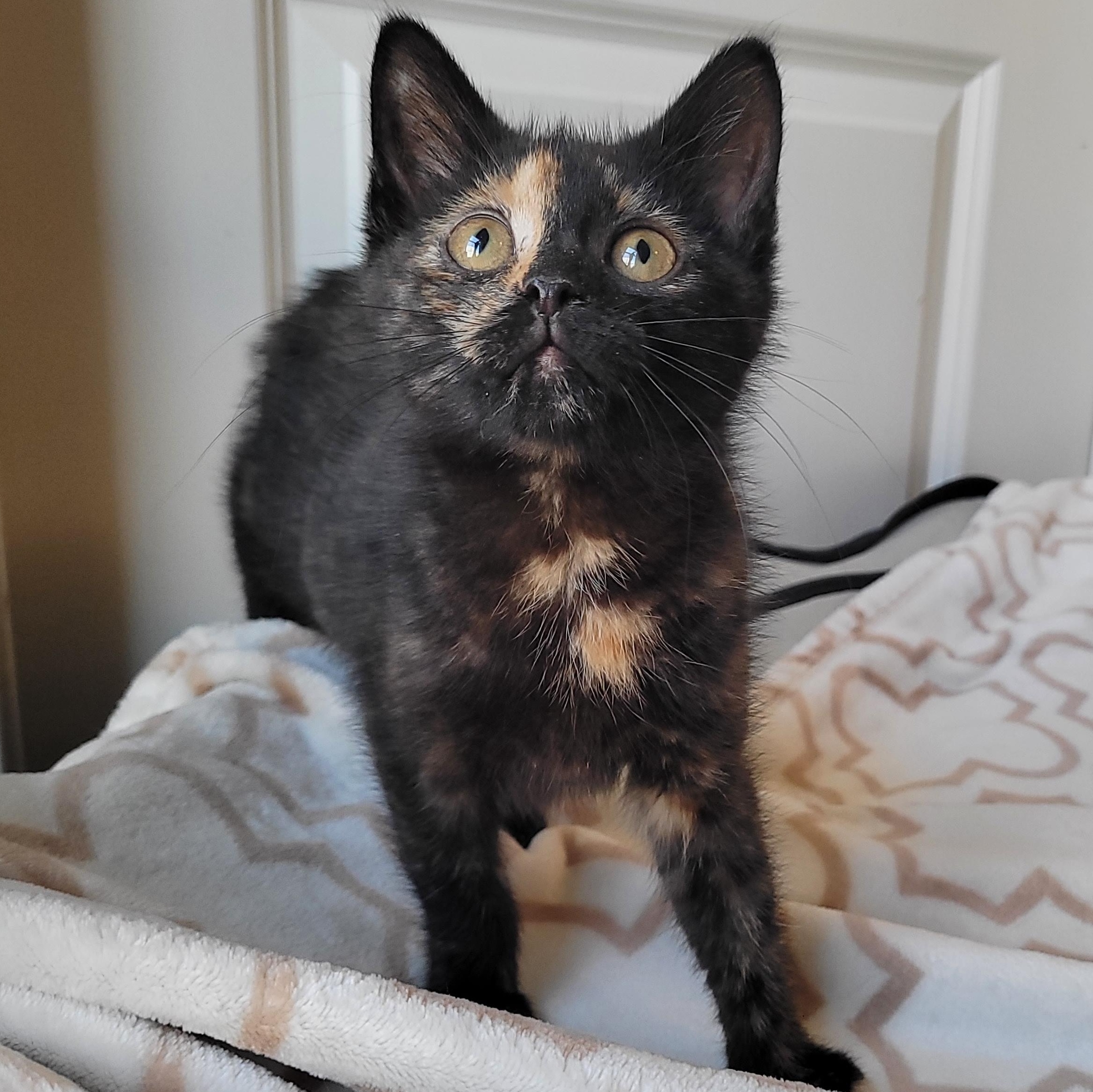 Echo, a ADOPTABLE Domestic Short Hair in Indianapolis, IN image 2/6