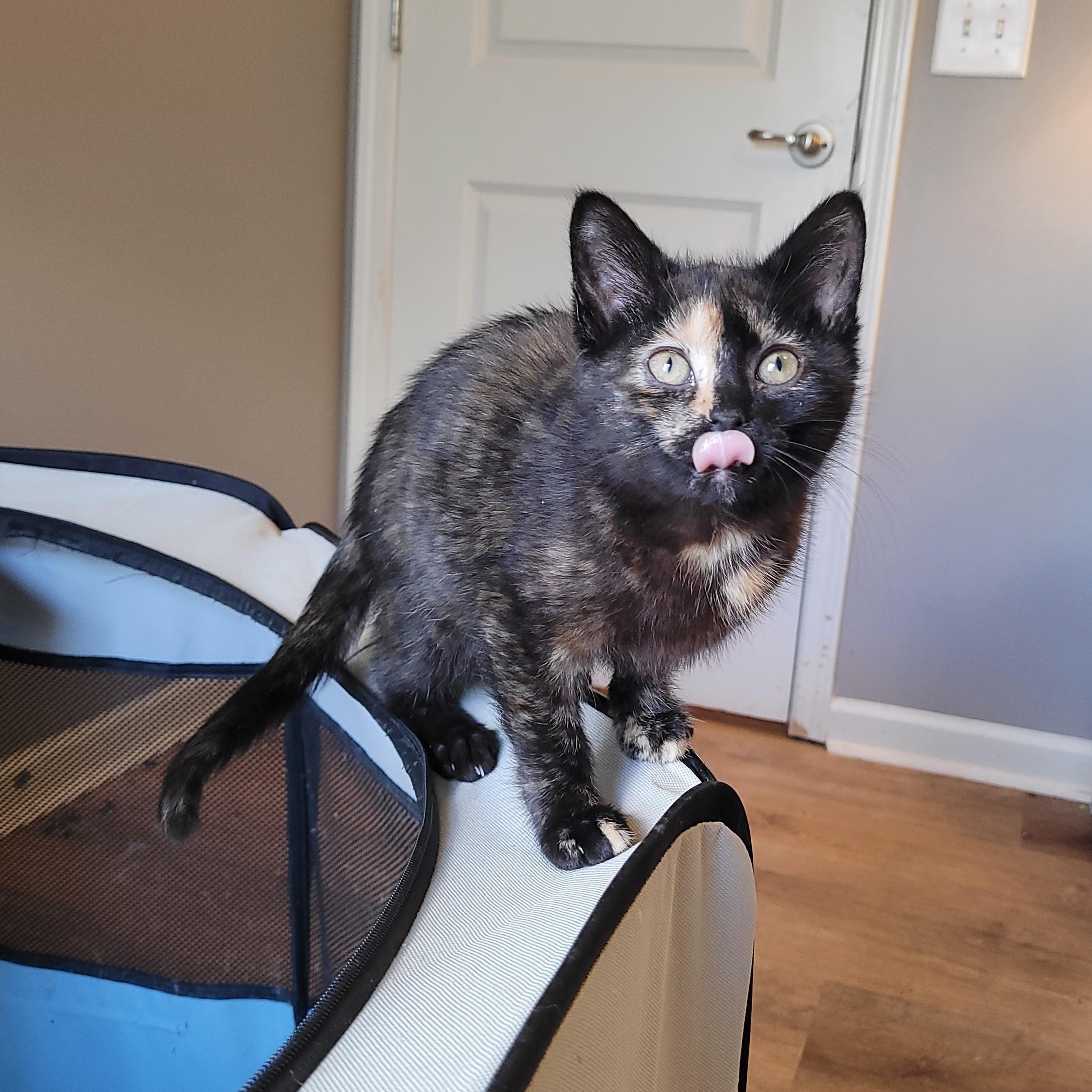 Echo, ADOPTABLE, Kitten Female Domestic Short Hair.