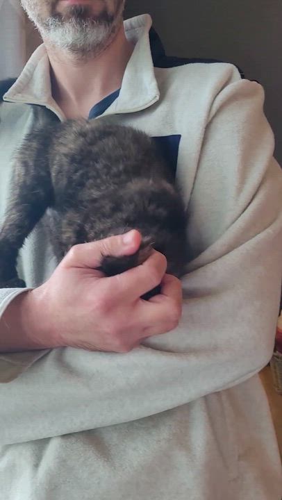 Enlarge Echo, a ADOPTABLE Domestic Short Hair in Indianapolis, IN video 6/6