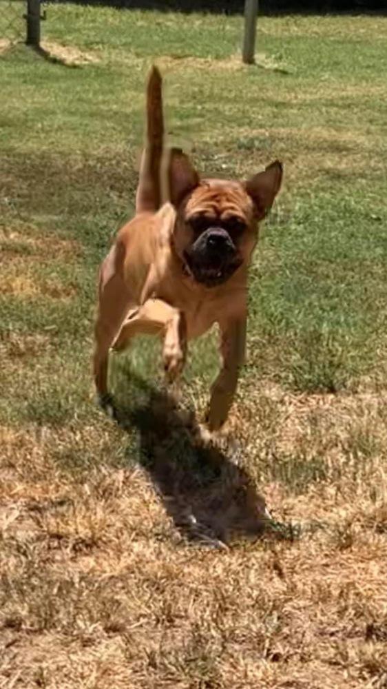 Dougie, Adoptable, Adult Male Pug & Boxer.