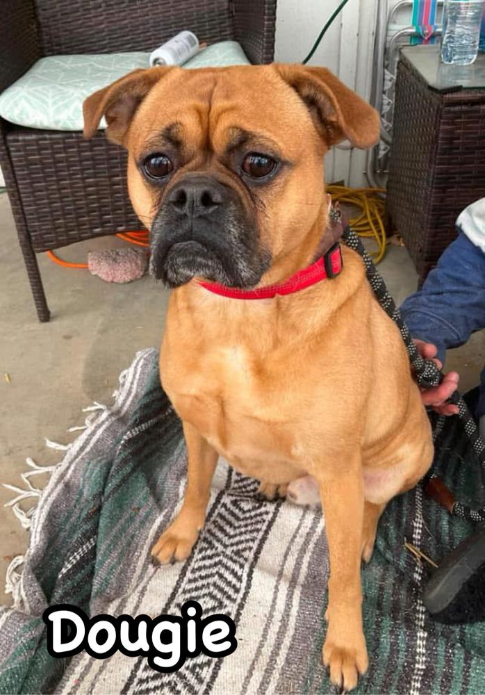 Enlarge Dougie, a Adoptable mixed breed in Tulsa, OK image 2/6