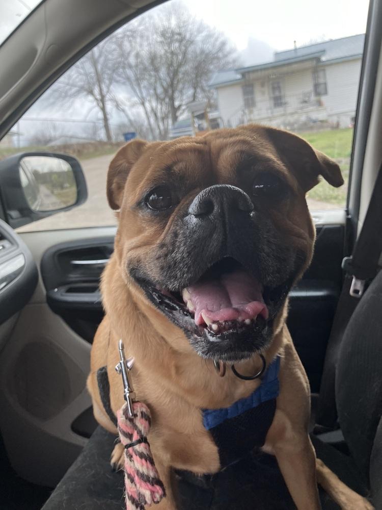 Enlarge Dougie, a Adoptable mixed breed in Tulsa, OK image 3/6