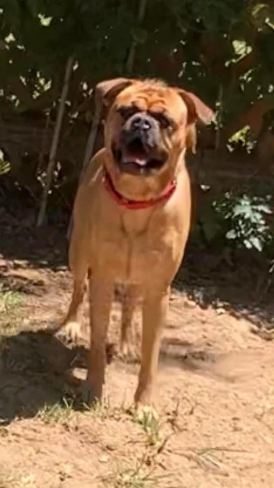 Enlarge Dougie, a Adoptable mixed breed in Tulsa, OK image 4/6