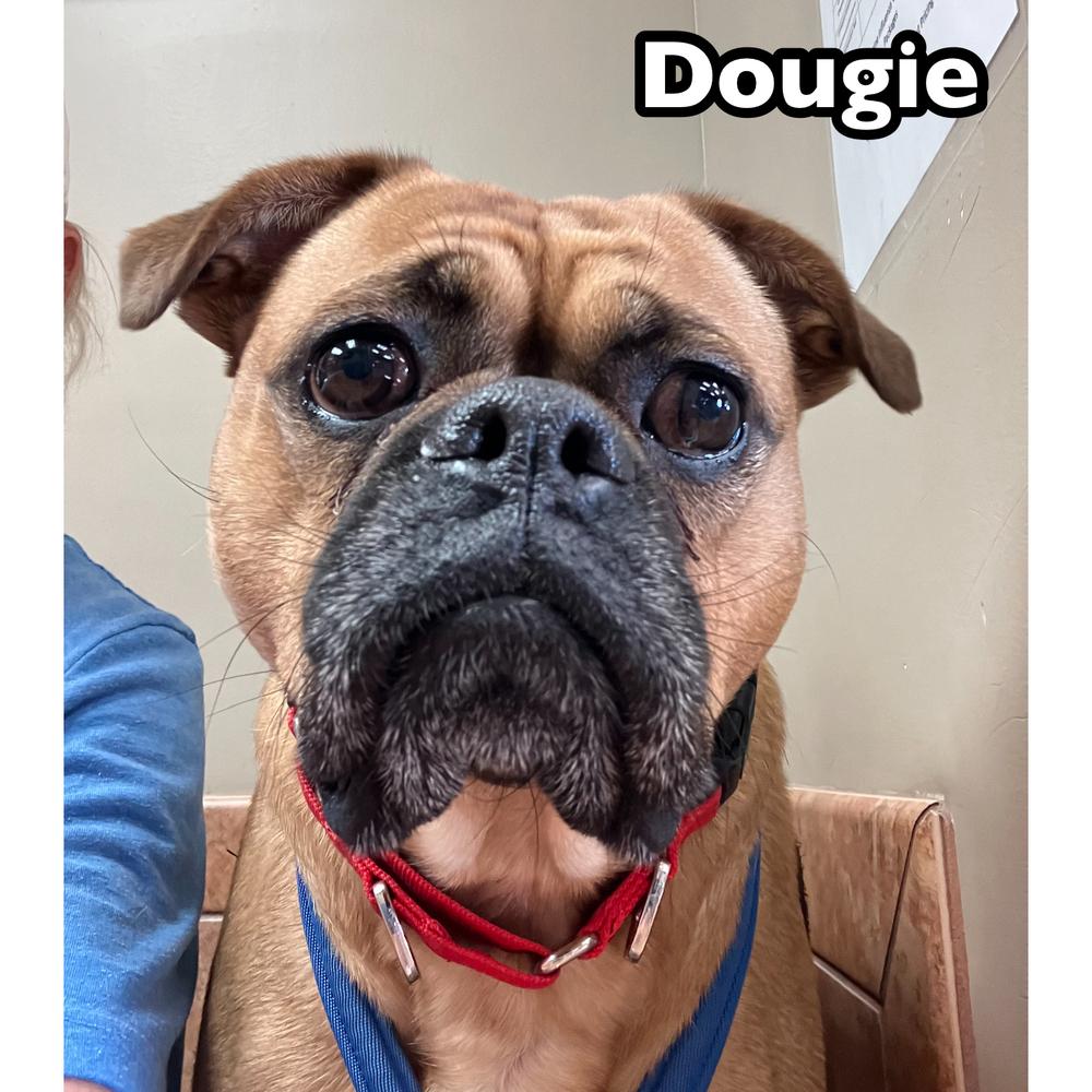Enlarge Dougie, a Adoptable mixed breed in Tulsa, OK image 5/6