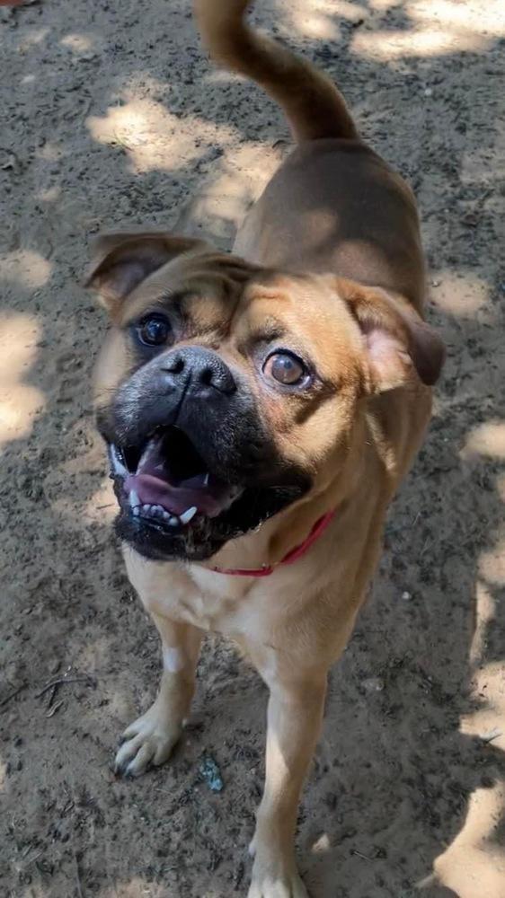 Enlarge Dougie, a Adoptable mixed breed in Tulsa, OK image 6/6