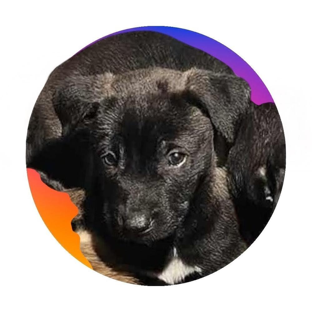 Enlarge Berlin, a Adoptable mixed breed in Evergreen, CO image 1/6