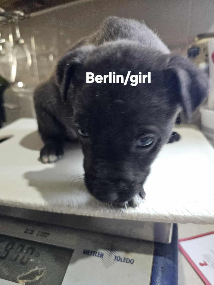 Enlarge Berlin, a Adoptable mixed breed in Evergreen, CO image 1/6