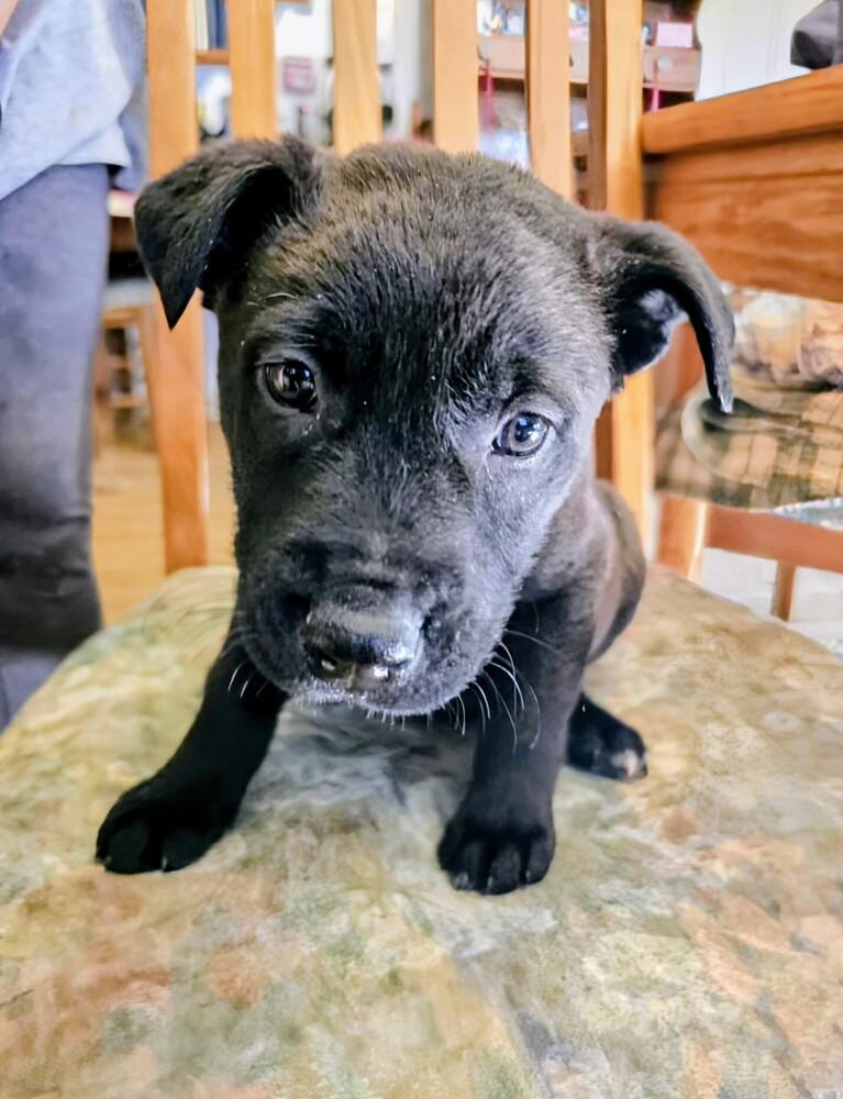 Enlarge Berlin, a Adoptable mixed breed in Evergreen, CO image 4/6