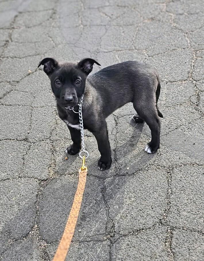 Enlarge Berlin, a Adoptable mixed breed in Evergreen, CO image 5/6