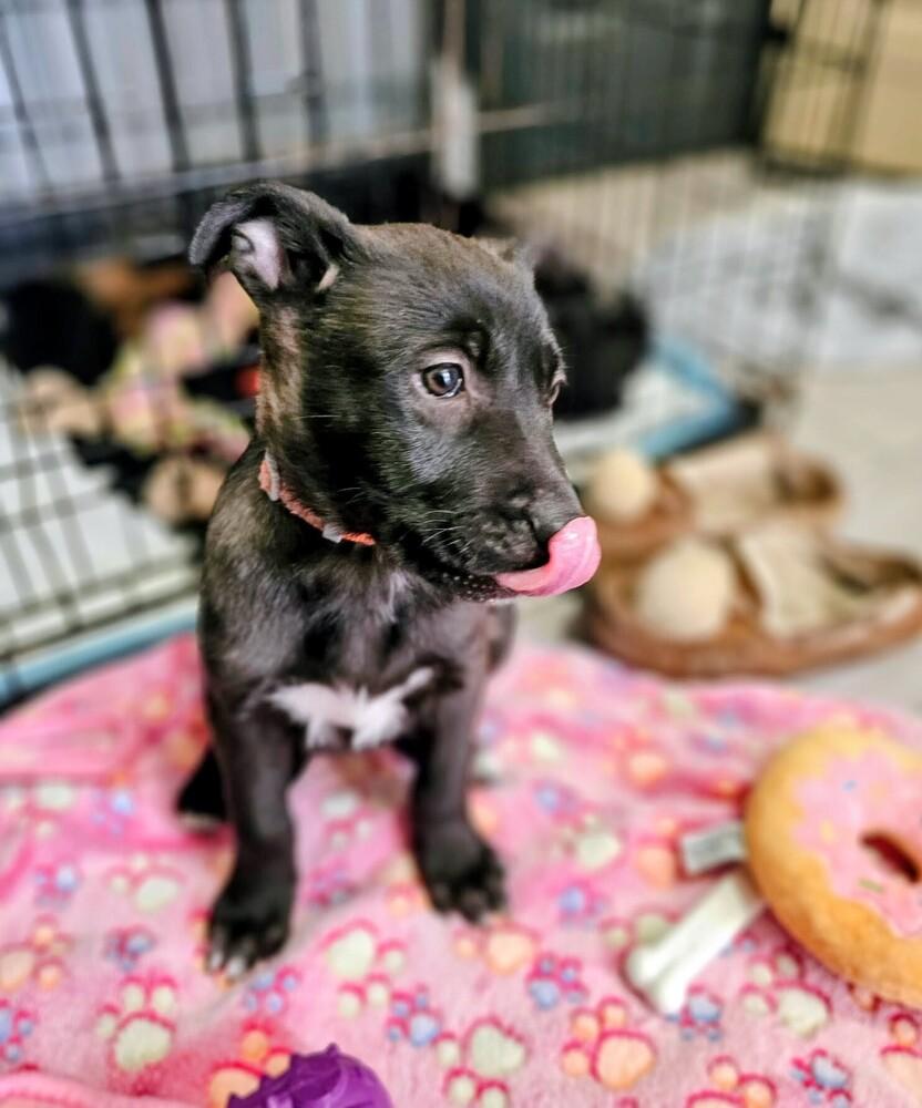 Enlarge Berlin, a Adoptable mixed breed in Evergreen, CO image 6/6