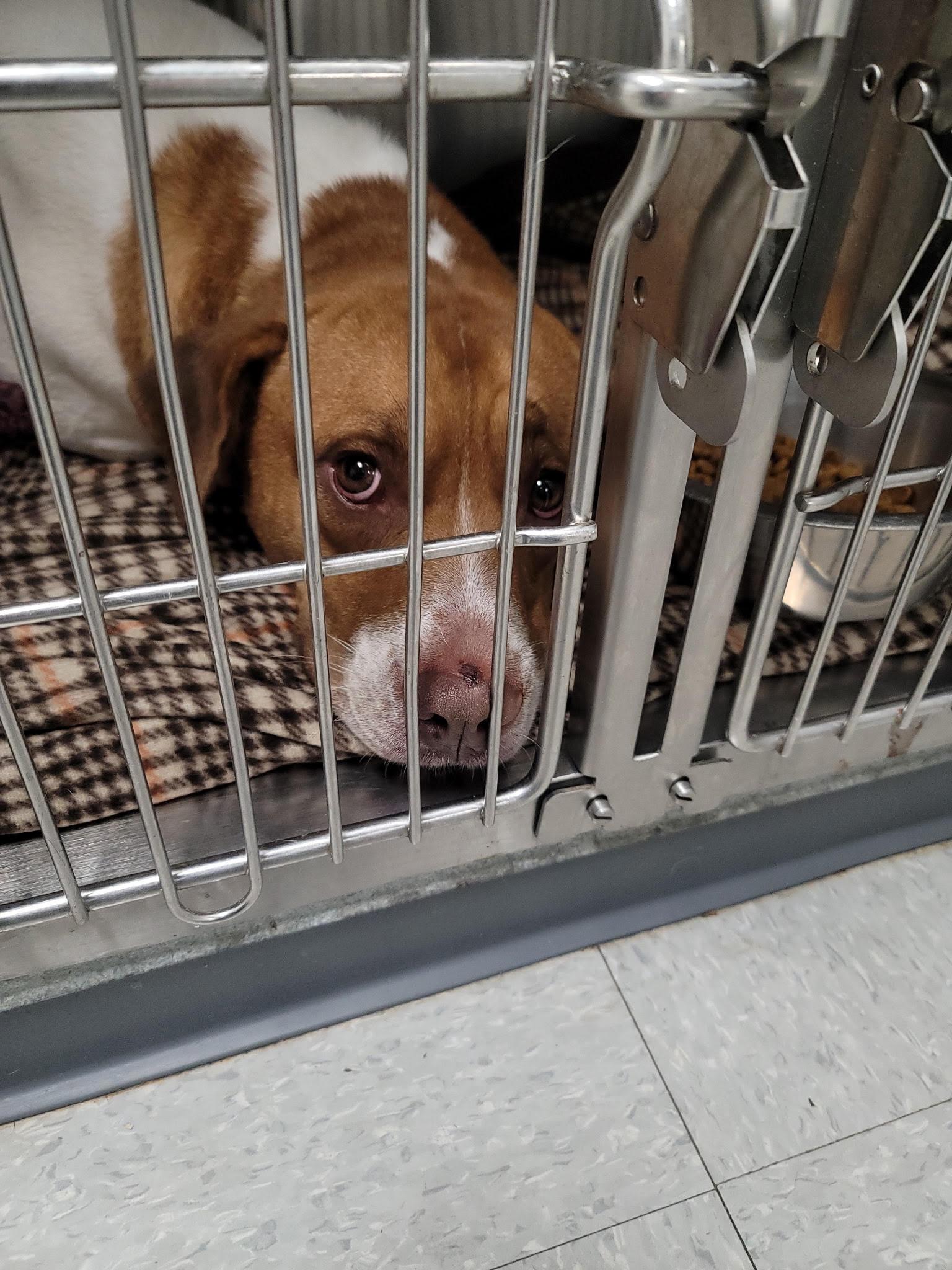 Found, Adopted, Adult Female Hound.