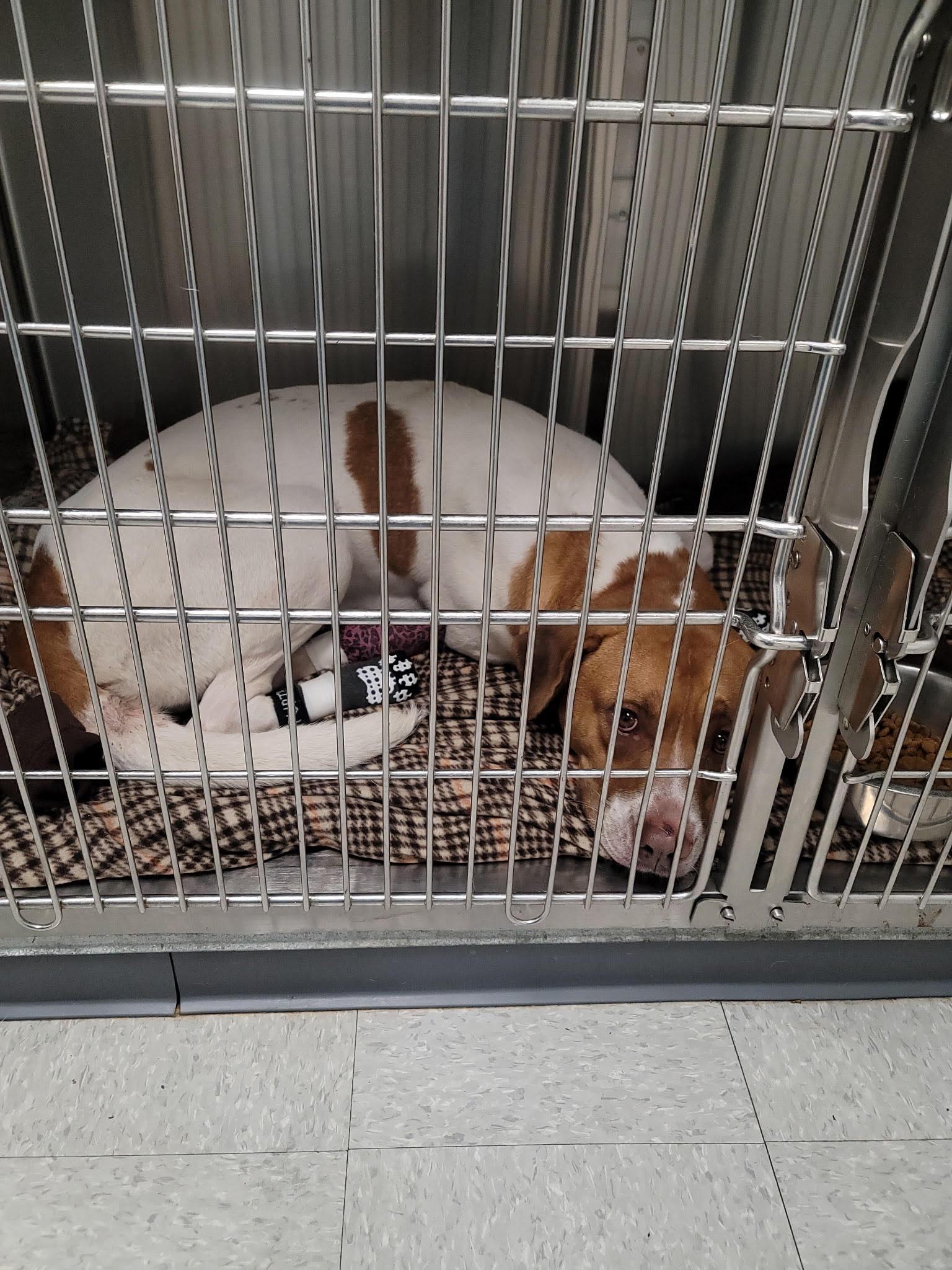 Enlarge Found, a Adopted mixed breed in Liberty, MO image 2/2