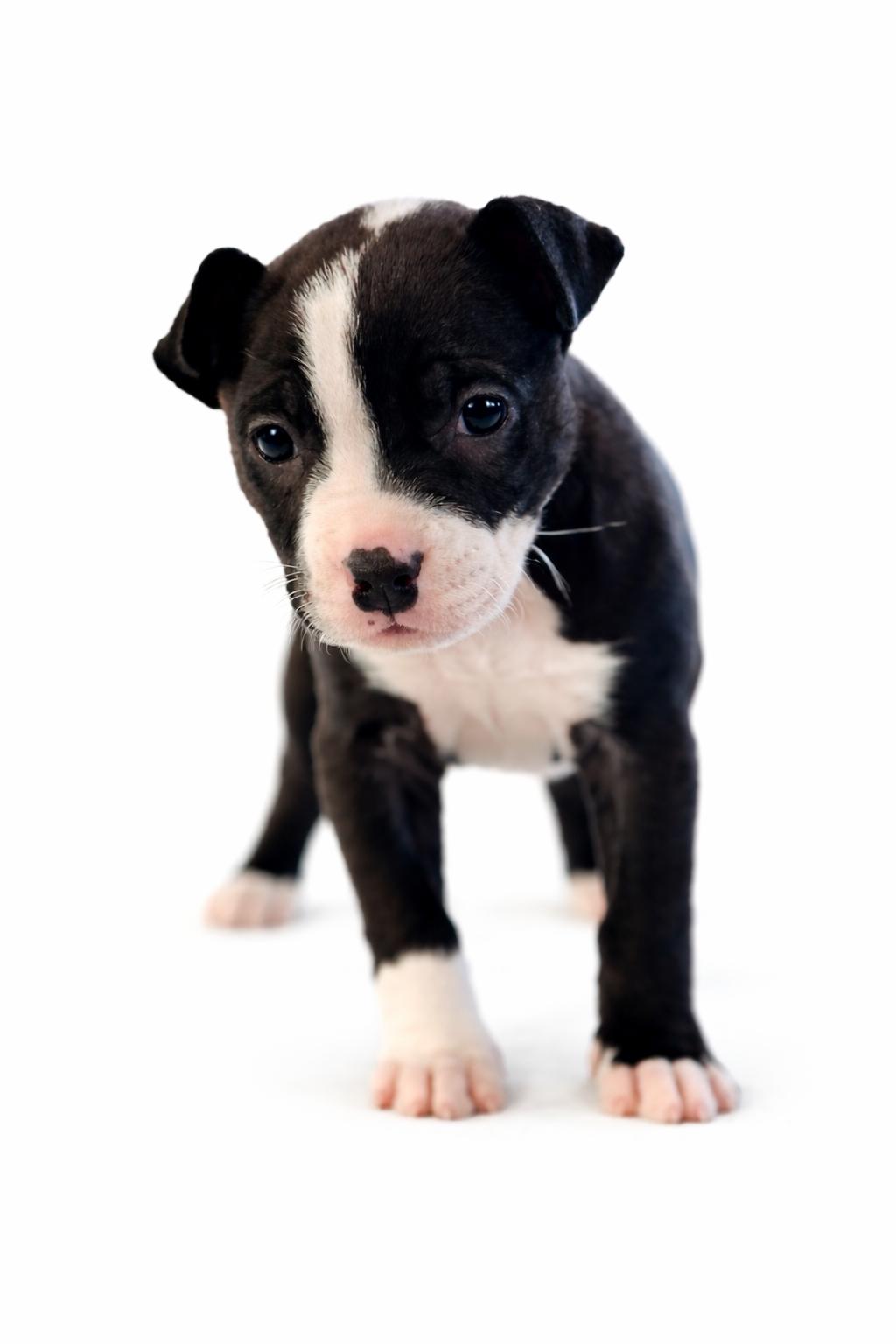 Enlarge Mellie, a Adoptable mixed breed in SYLVANIA, GA image 2/3