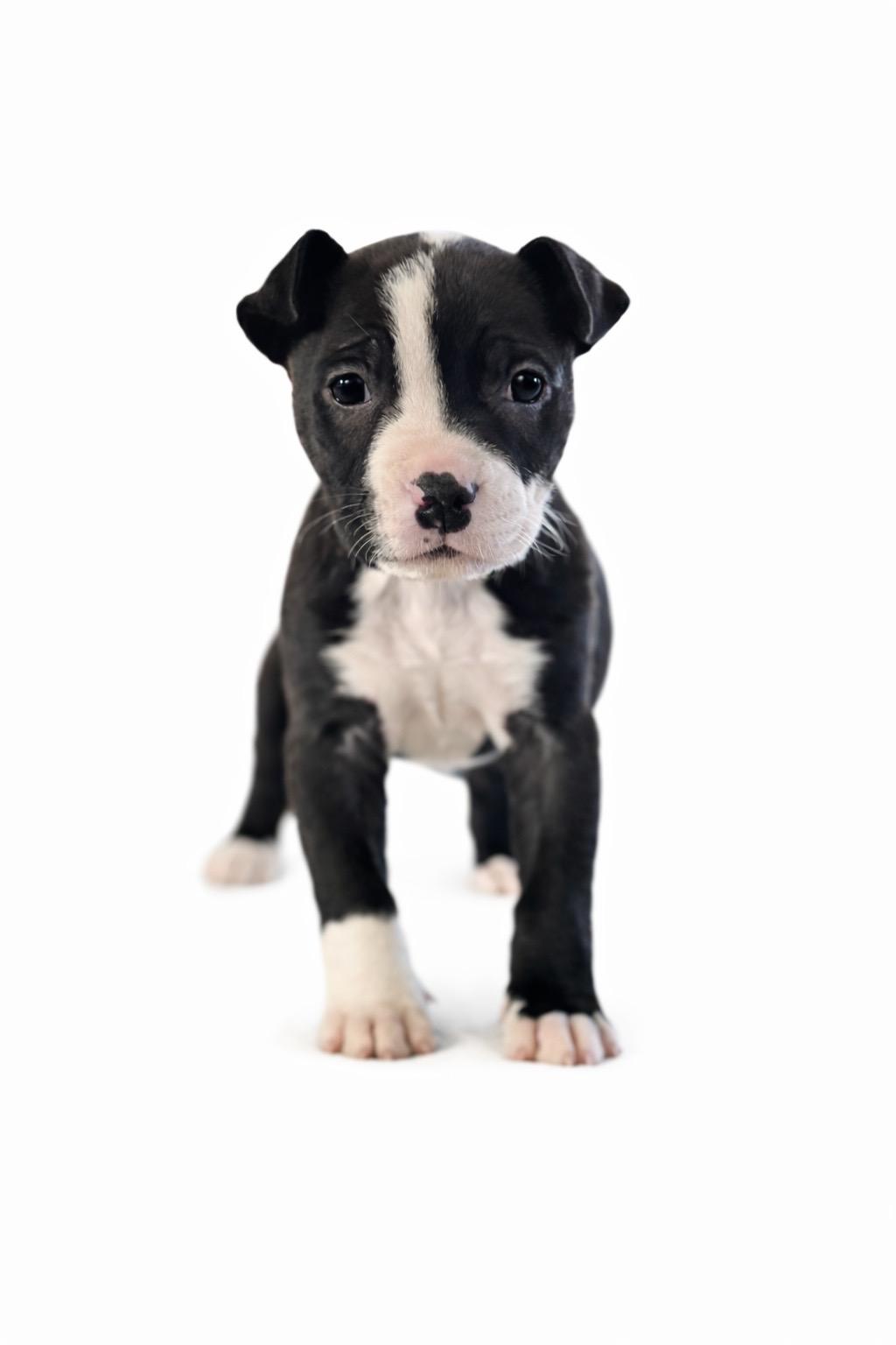 Enlarge Mellie, a Adoptable mixed breed in SYLVANIA, GA image 3/3