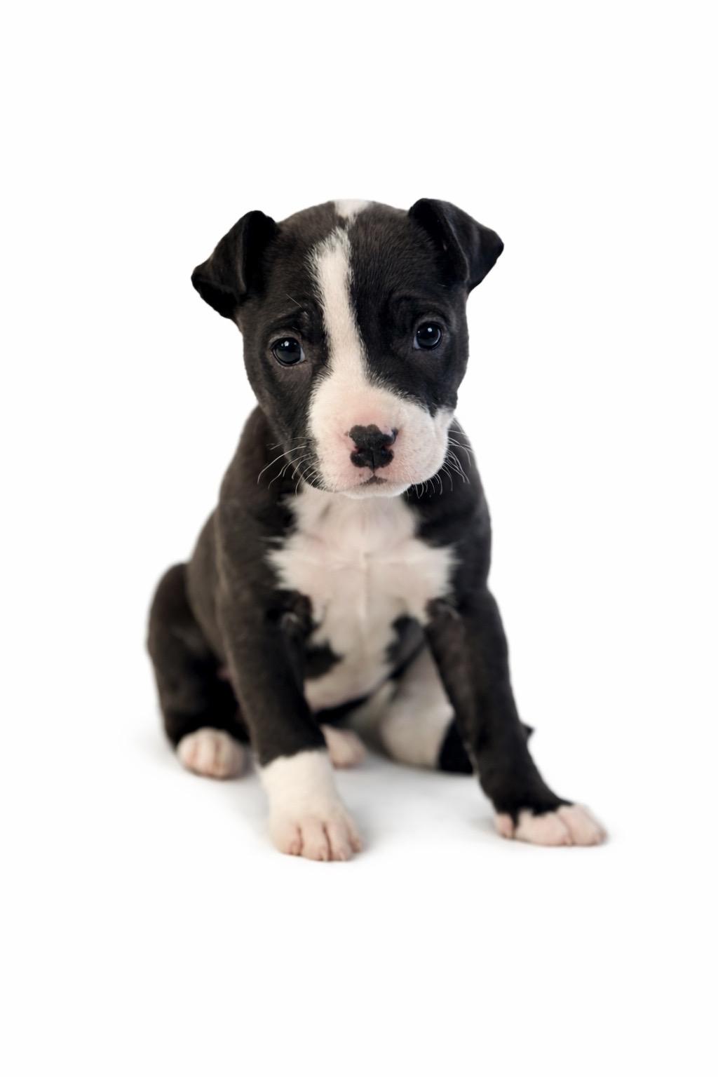 Enlarge Mellie, a Adoptable mixed breed in SYLVANIA, GA image 1/3