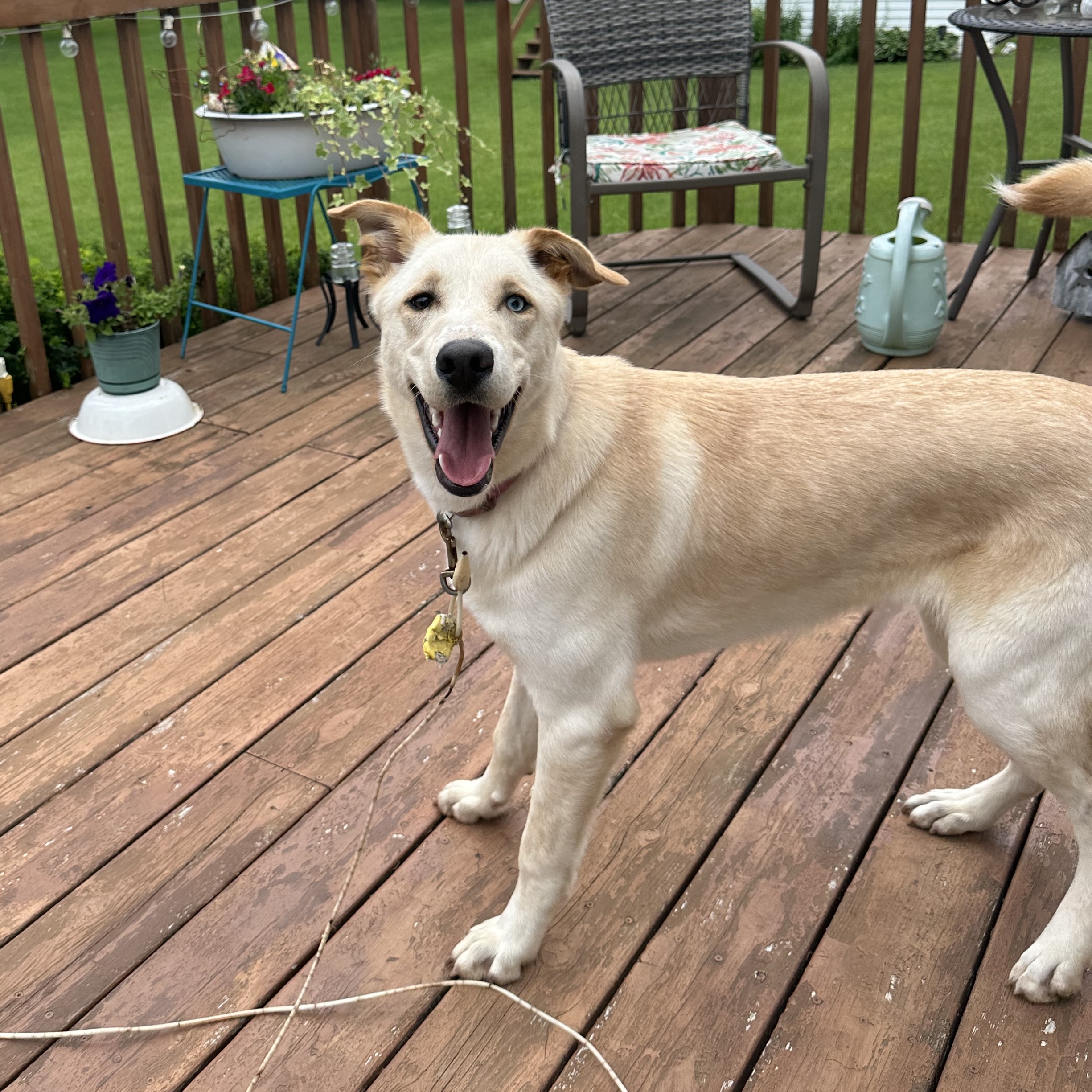 Dog for adoption Tucker, a Husky in Wahpeton, ND Petfinder