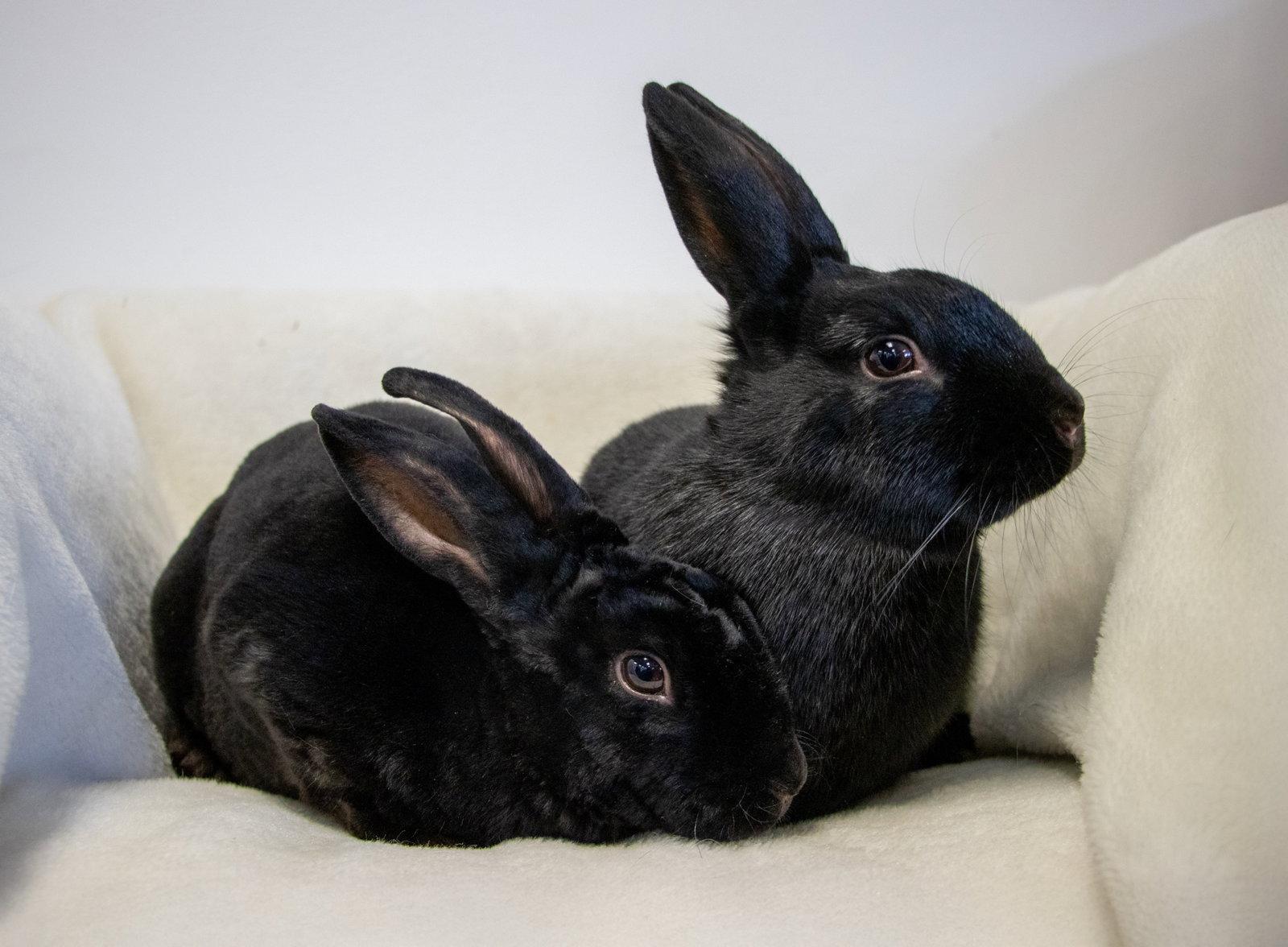 Enlarge Chandler, a Adopted Mini Rex in Lakeville, MN image 3/3
