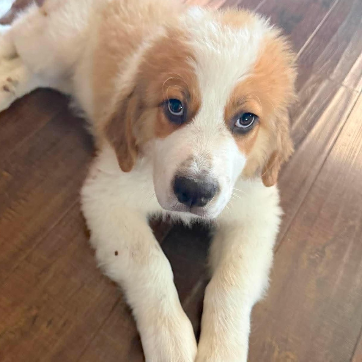 Enlarge Otter, a Adopted Saint Bernard in Kennewick, WA image 1/6