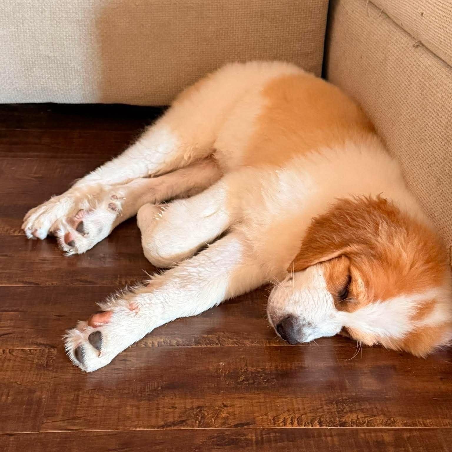 Enlarge Otter, a Adopted Saint Bernard in Kennewick, WA image 6/6