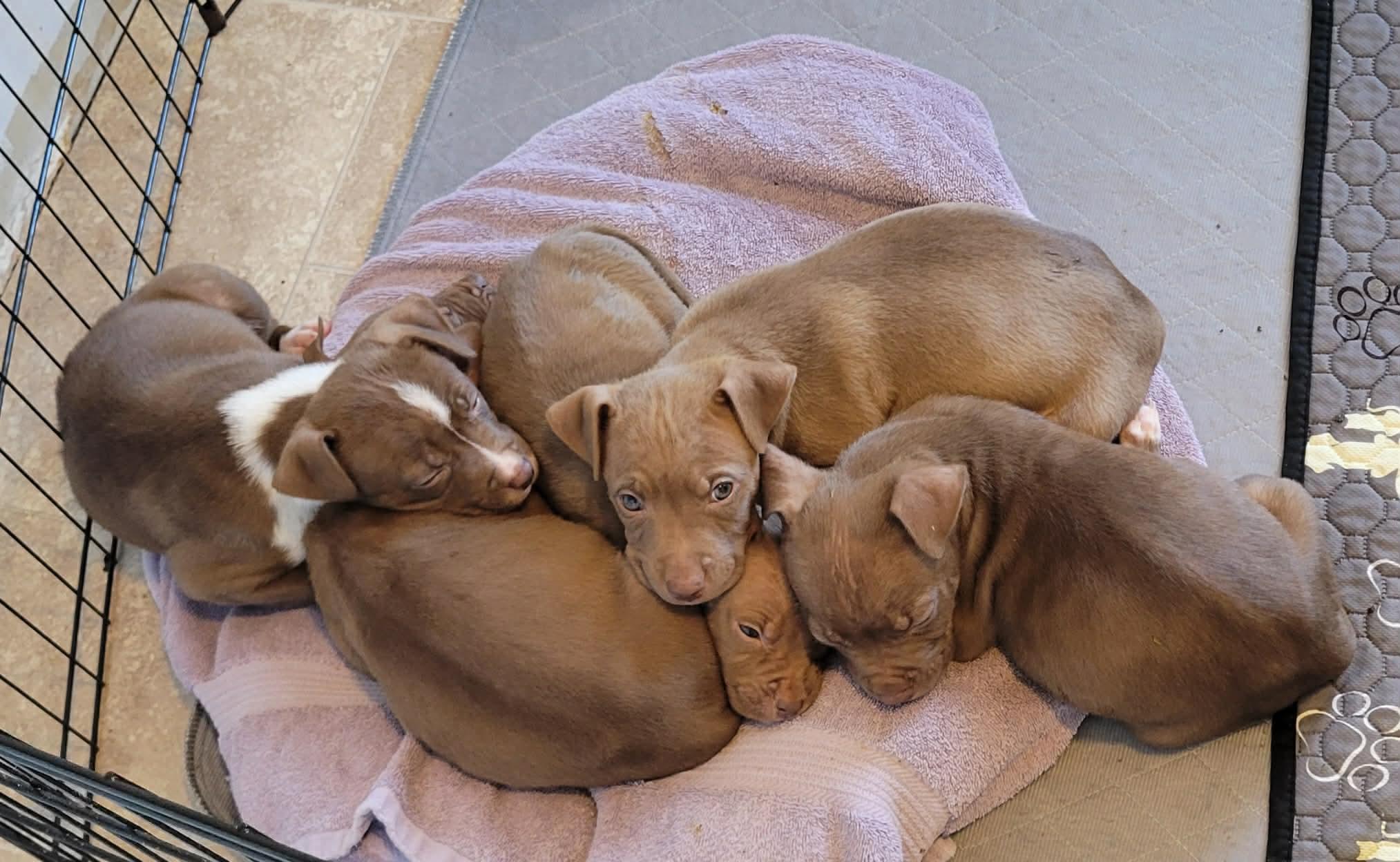 Photo of Baby Female Pit Bull Terrier Brown / Chocolate