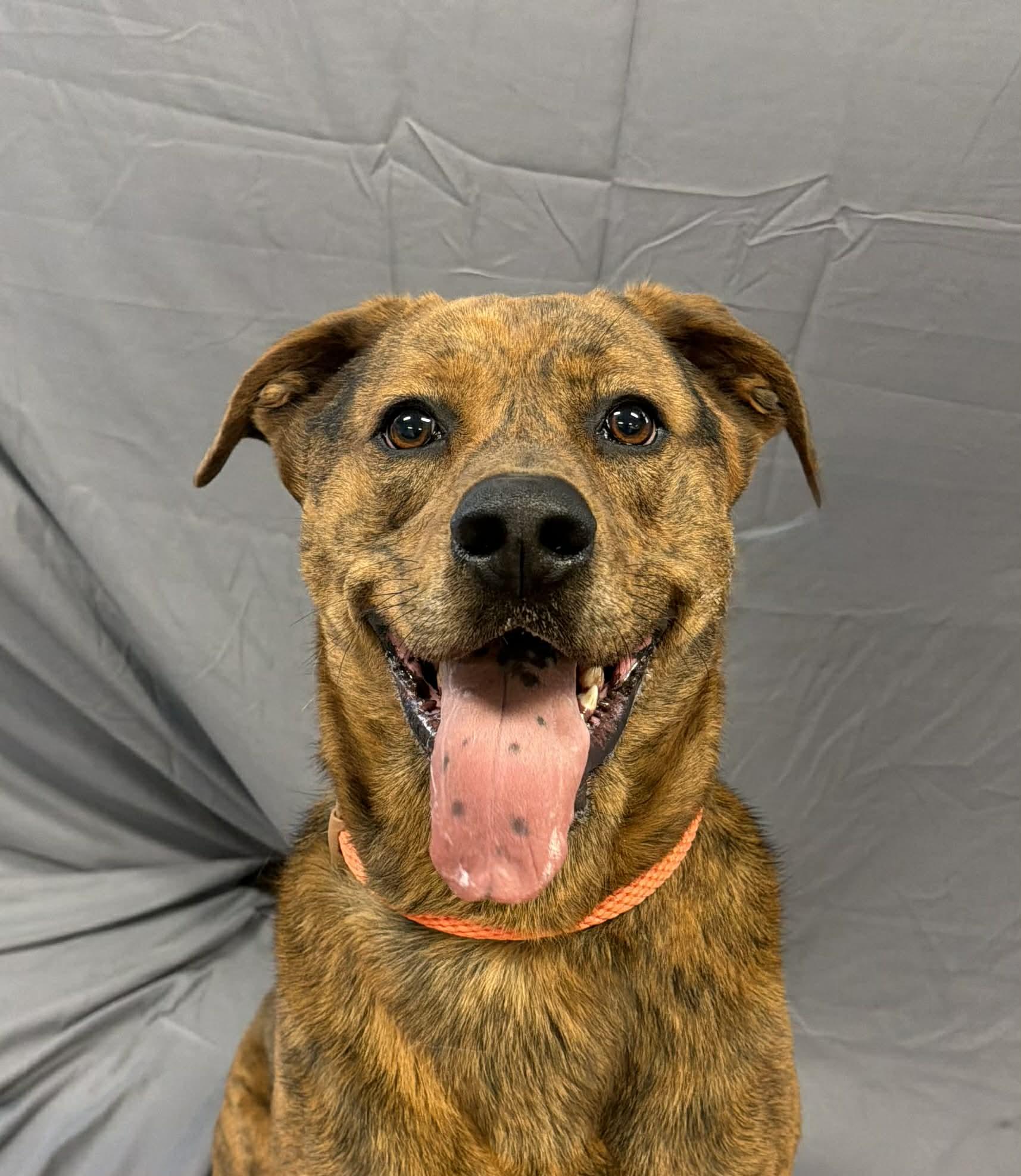 Russell, a ADOPTABLE mixed breed in Shelbyville, KY image 4/5