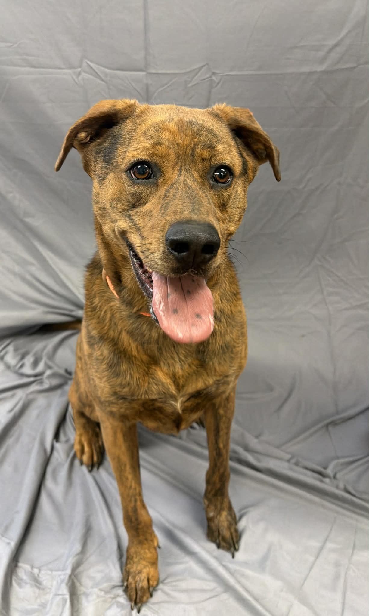 Russell, a ADOPTABLE mixed breed in Shelbyville, KY image 5/5