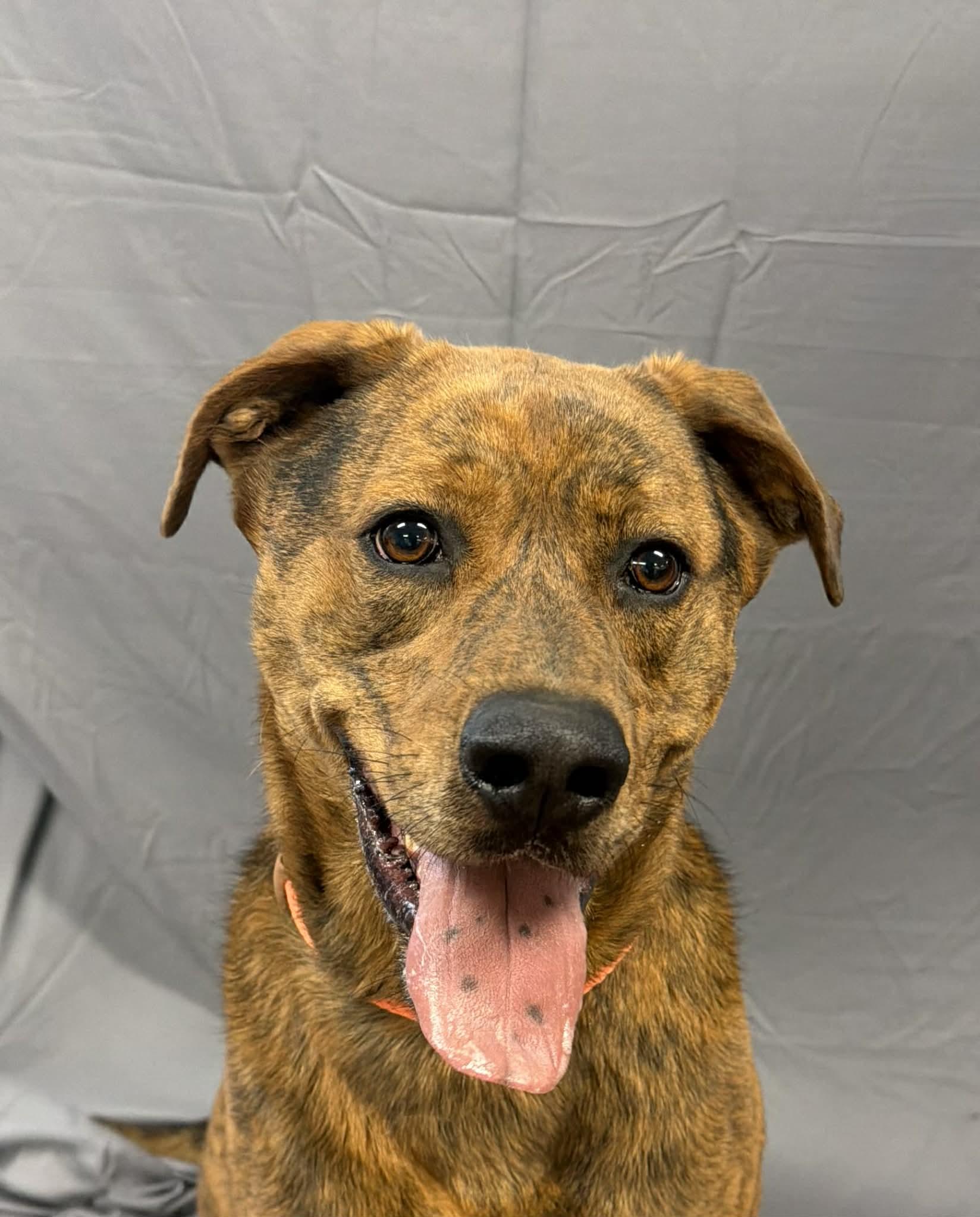 Russell, a ADOPTABLE mixed breed in Shelbyville, KY image 3/5