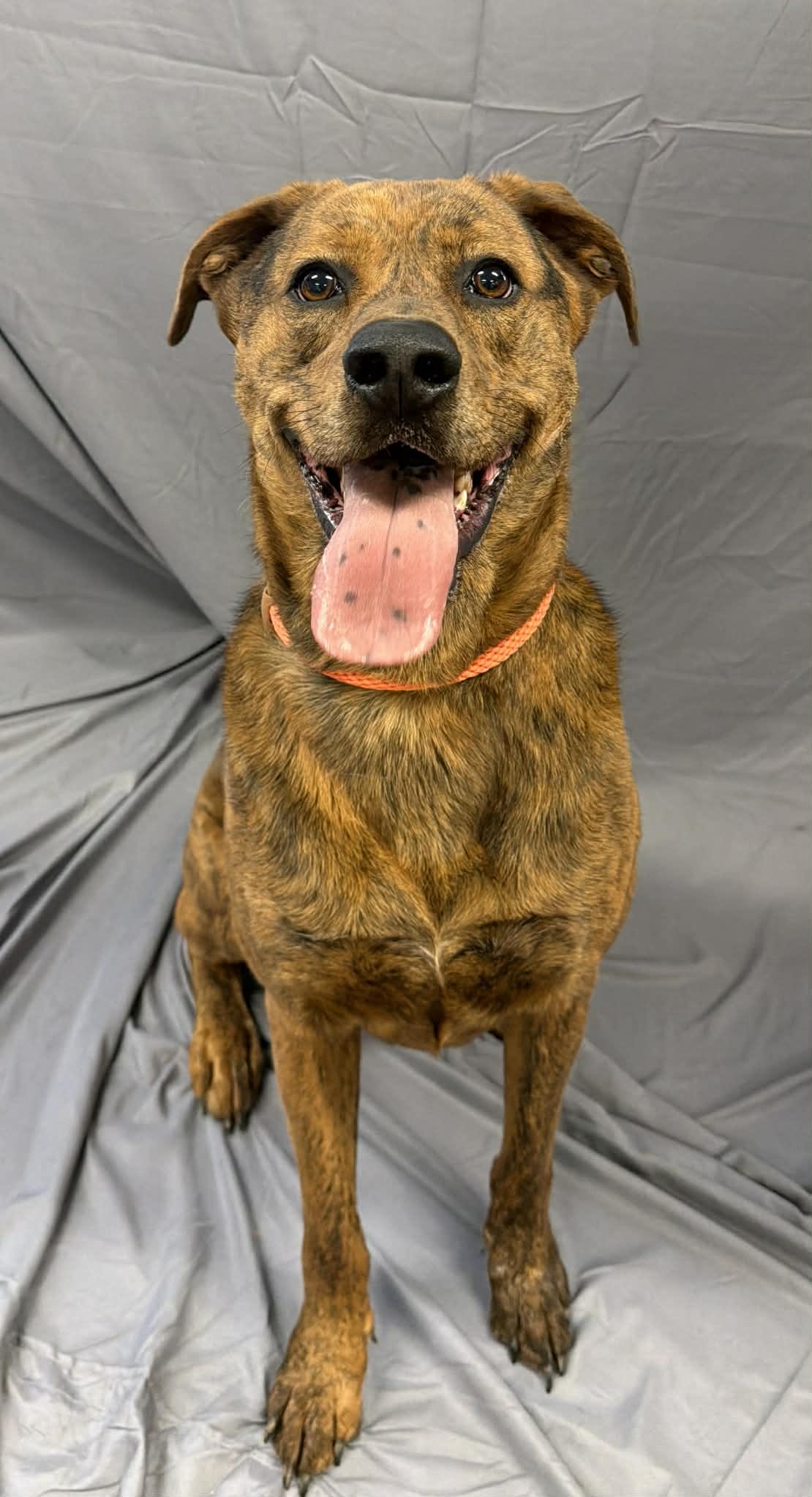 Russell, a ADOPTABLE mixed breed in Shelbyville, KY image 2/5