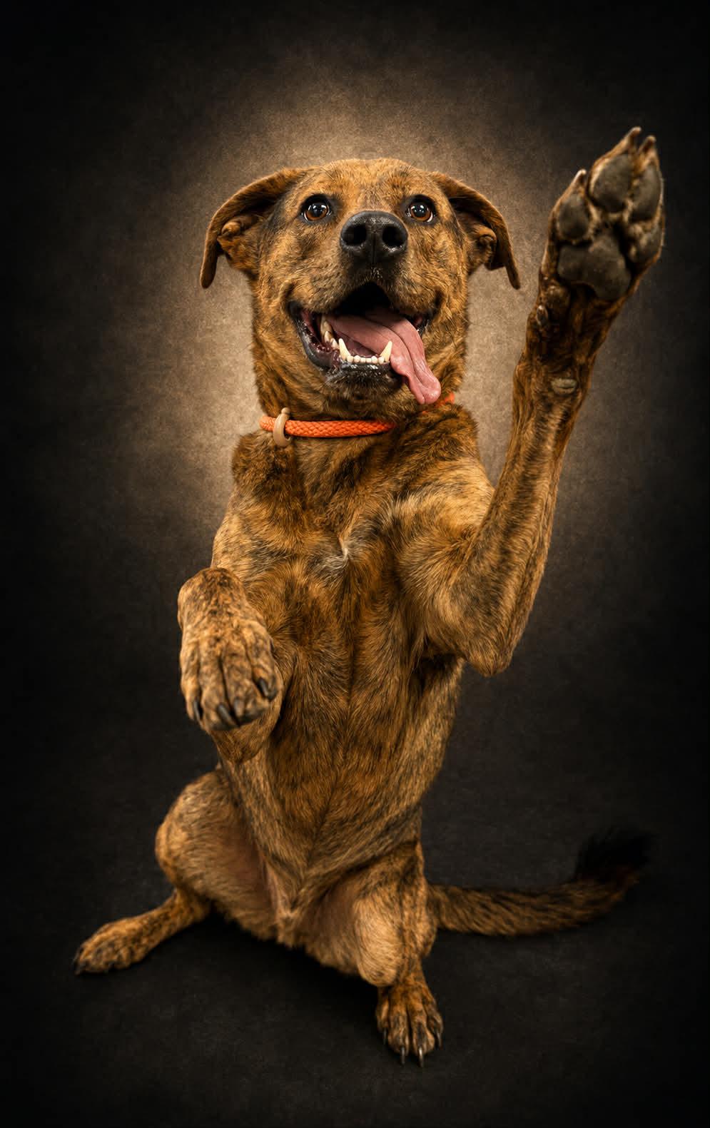 Russell, a ADOPTABLE mixed breed in Shelbyville, KY image 1/5