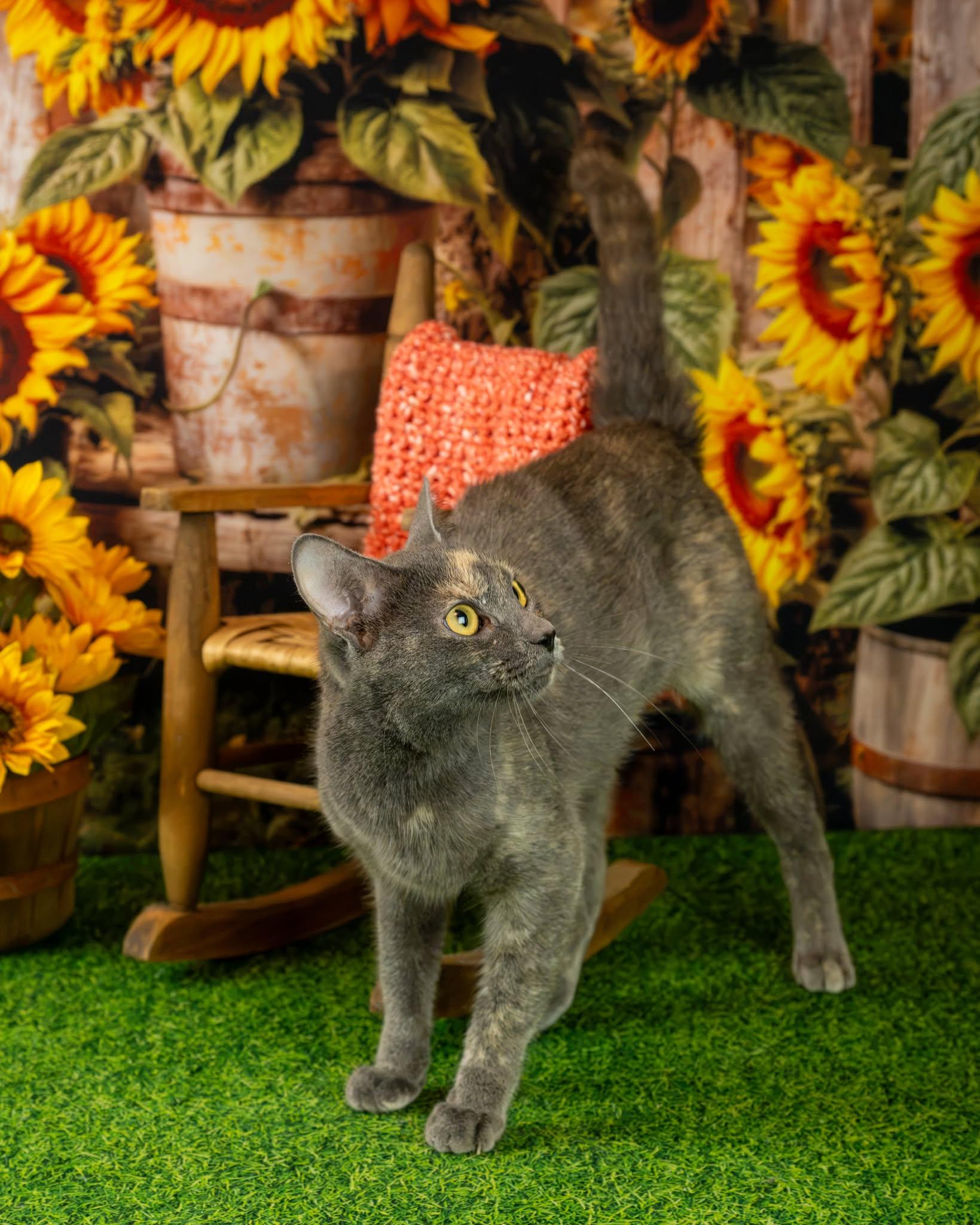 Gina, Adopted, Young Female Domestic Short Hair.