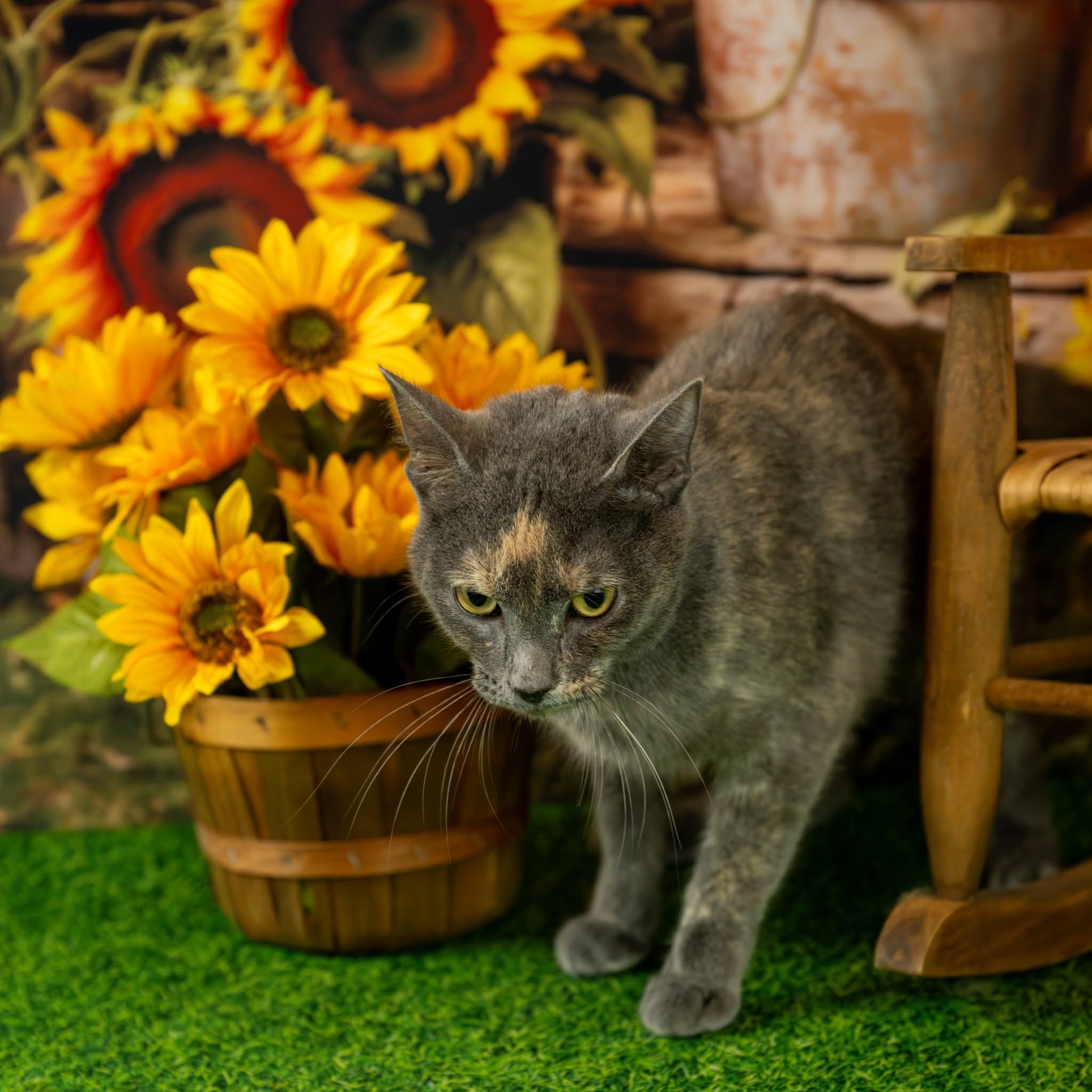 Enlarge Gina, a Adopted Domestic Short Hair in Lapeer, MI image 3/4