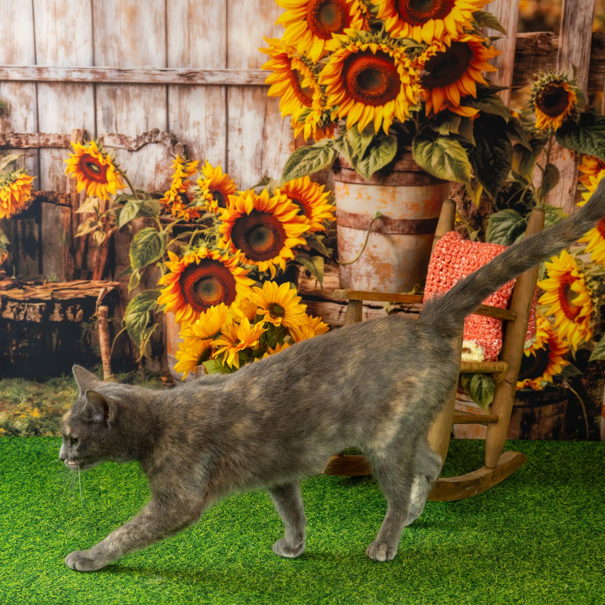 Enlarge Gina, a Adopted Domestic Short Hair in Lapeer, MI image 2/4