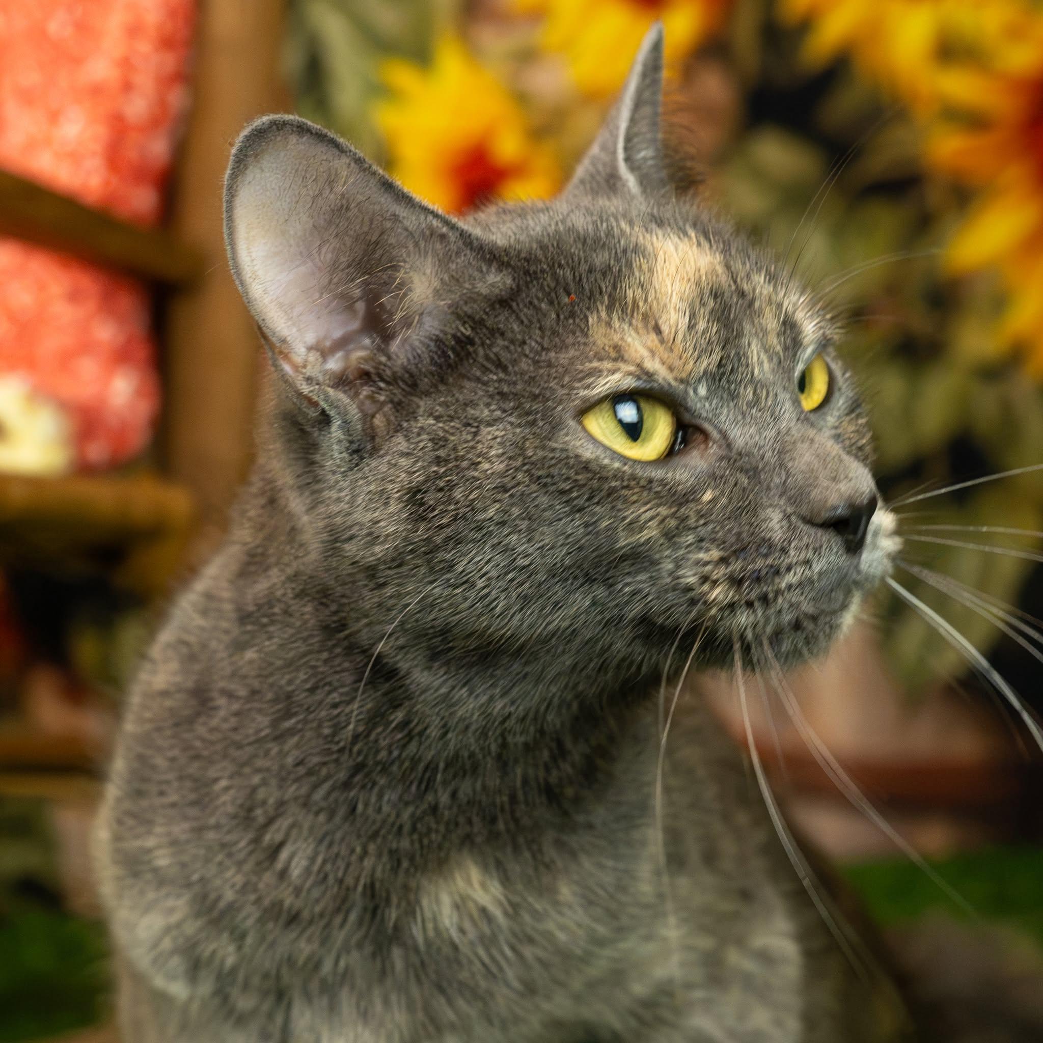 Enlarge Gina, a Adopted Domestic Short Hair in Lapeer, MI image 4/4