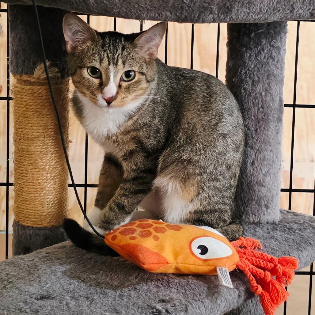 Nerys (Catahoula Leopard Cat), Adoptable, Kitten Female Domestic Medium Hair.
