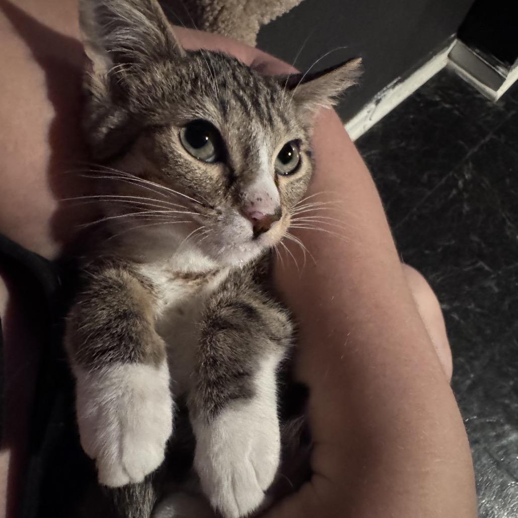 Enlarge Nerys (Catahoula Leopard Cat), a Adoptable Domestic Medium Hair in Clarksville, TN image 2/6