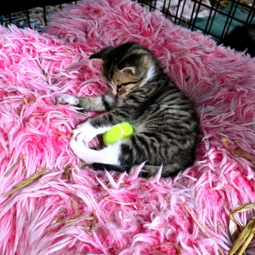 Enlarge Nerys (Catahoula Leopard Cat), a Adoptable Domestic Medium Hair in Clarksville, TN image 1/6