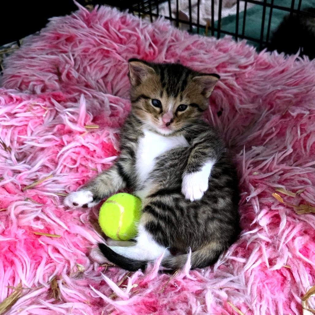 Enlarge Nerys (Catahoula Leopard Cat), a Adoptable Domestic Medium Hair in Clarksville, TN image 2/6