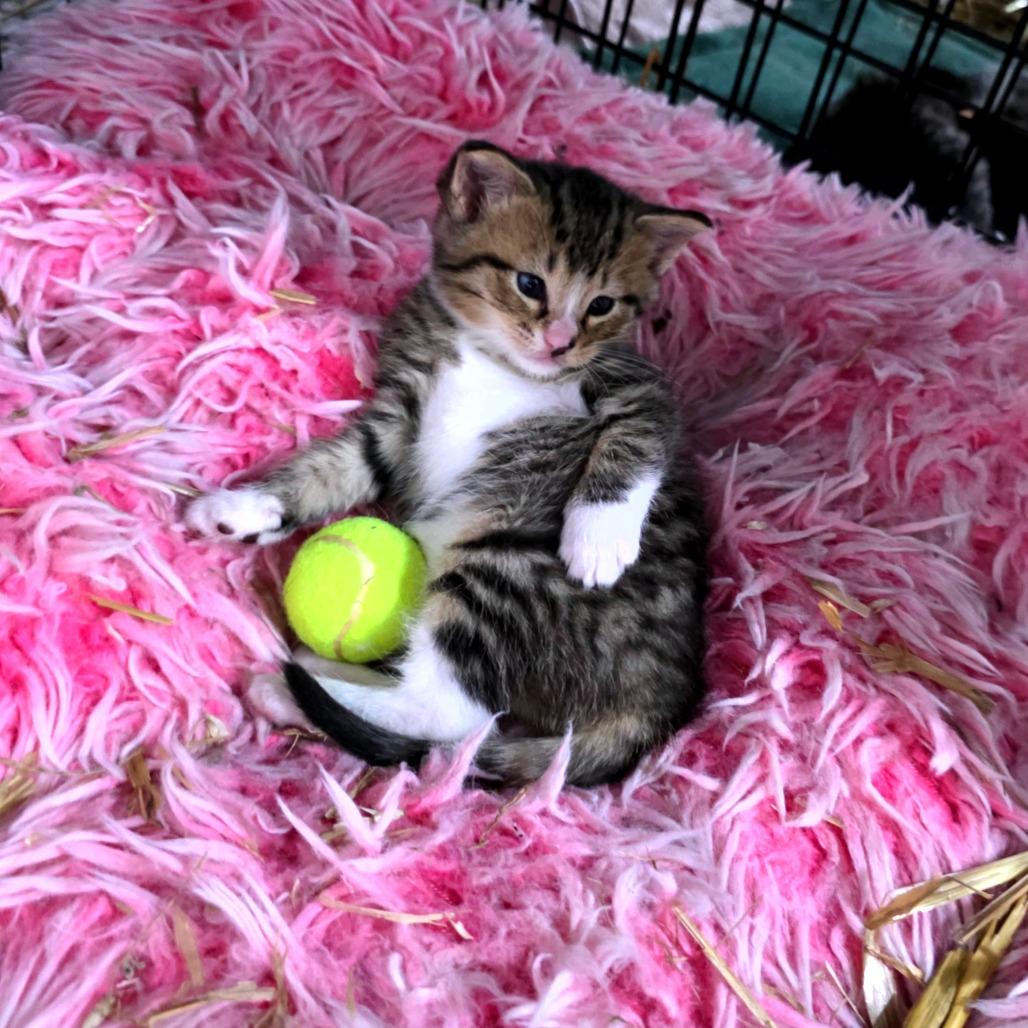 Enlarge Nerys (Catahoula Leopard Cat), a Adoptable Domestic Medium Hair in Clarksville, TN image 3/6