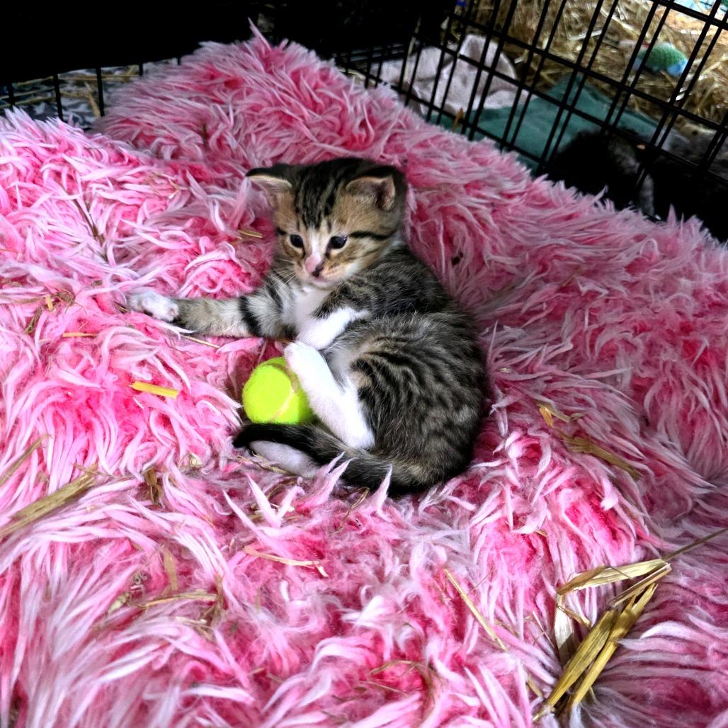Enlarge Nerys (Catahoula Leopard Cat), a Adoptable Domestic Medium Hair in Clarksville, TN image 4/6